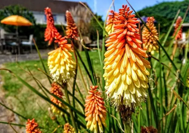 The Old Manor House Hotel Garden